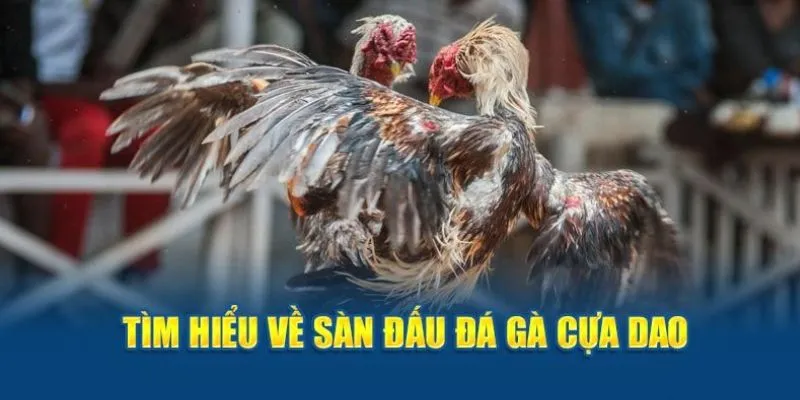 Chi tiết về đá gà cựa dao