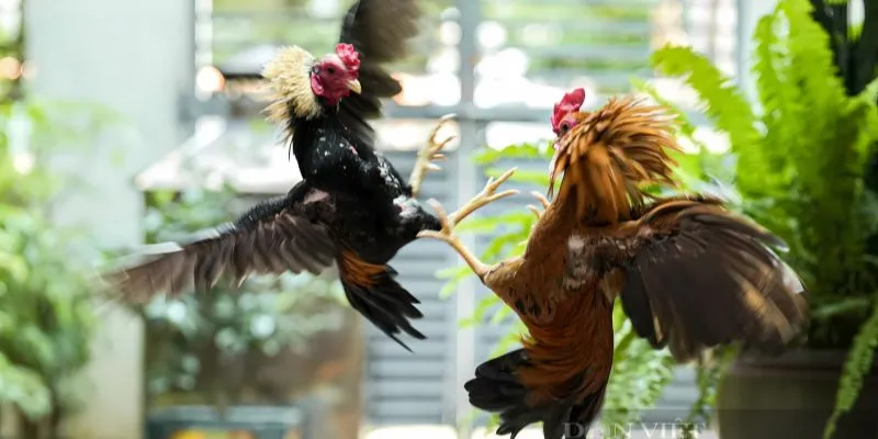 Giới thiệu chung mới nhất về đá gà tre