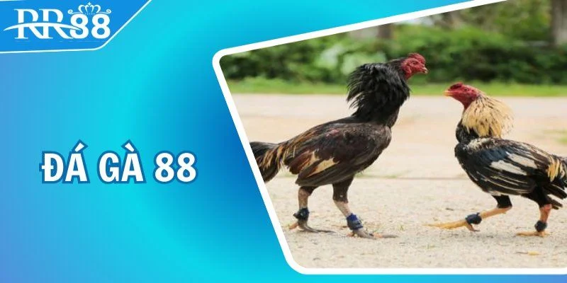 Khái quát về trực tiếp đá gà RR88